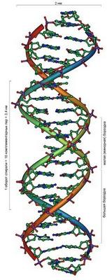 У 20-му столітті англійський учений Розалін Франклін, проводячи рентгенівський дифракційний аналіз молекул ДНК, прийшла до висновку, що ДНК має форму подвійної спіралі, яка нагадує кручені сходи