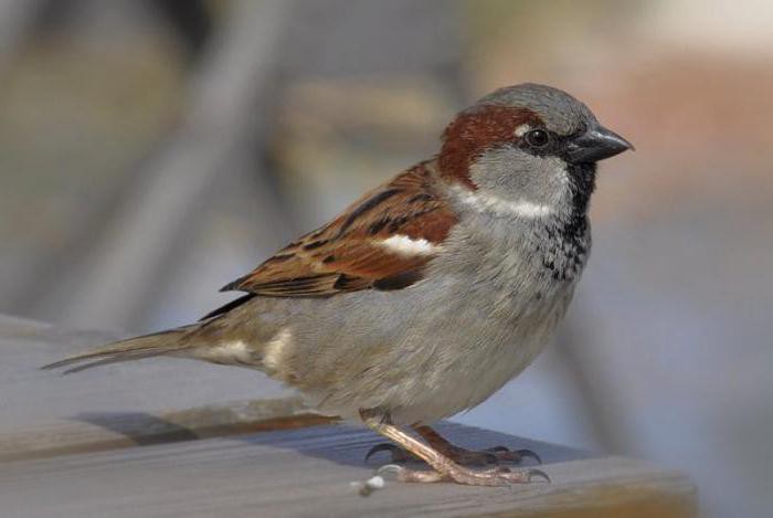 Прикмети про птахів можуть нести радість або попереджати про біду