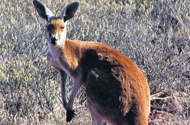 21 травня 2011, 7:14 Переглядів:   М'ясо кенгуру дієтологи хвалять