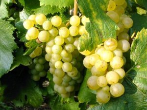Смакові якості і властивості білого вина роблять його самим витонченим і ніжним напоєм