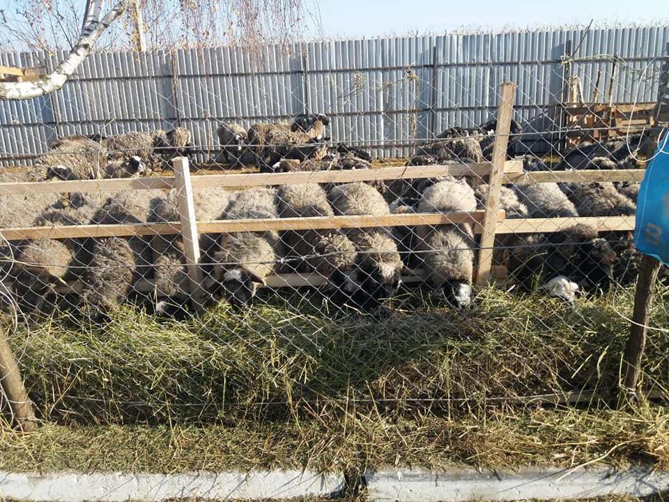 Після прибуття в неділю в Одеську область з'ясувалося, що загинуло ще кілька тварин, які були ослаблені