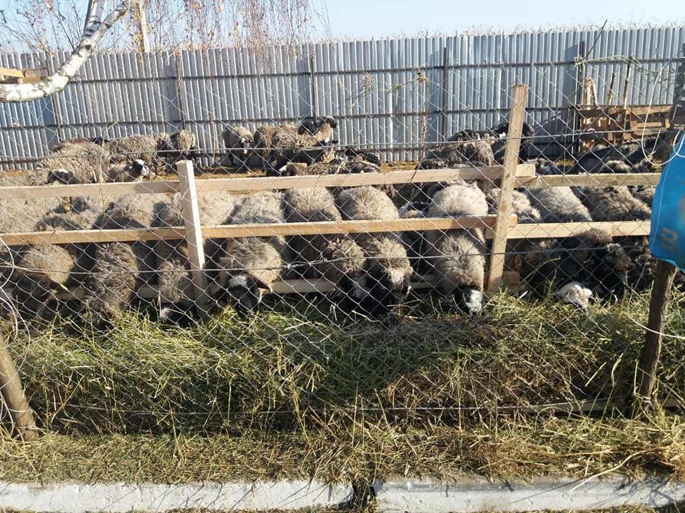 Після прибуття в неділю в Одеську область з'ясувалося, що загинуло ще кілька тварин, які були ослаблені