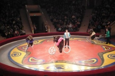 20 січня 2011, 9:38 Переглядів:   Цирк - синонім веселощів і сміху