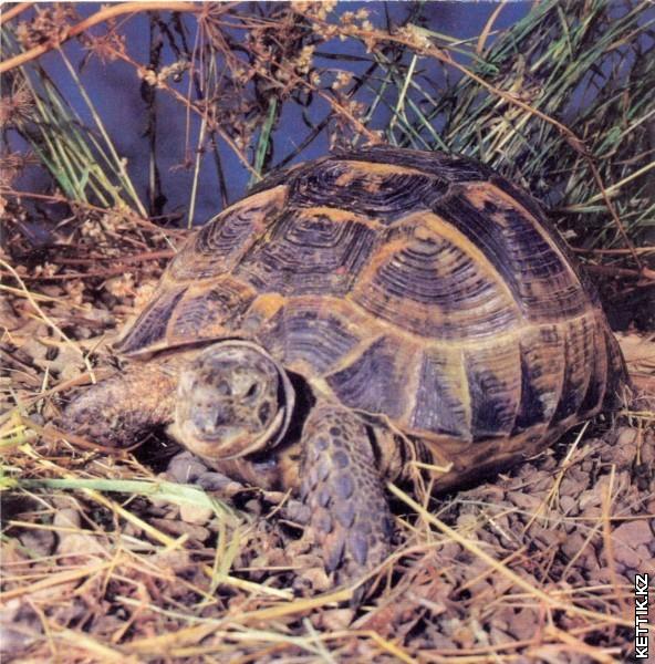 Загін Черепахи, сімейство Сухопутні черепахи