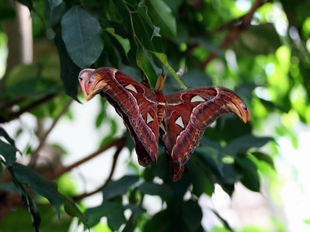 У спорудженні виділено спеціальне невелике приміщення, в якому підтримує висока тропічна температура 28 градусів за Цельсієм і вологість, при якій розводять і годують метеликів