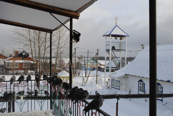 Тут їх постійно годують зерном, яке жертвують для цієї мети парафіяни