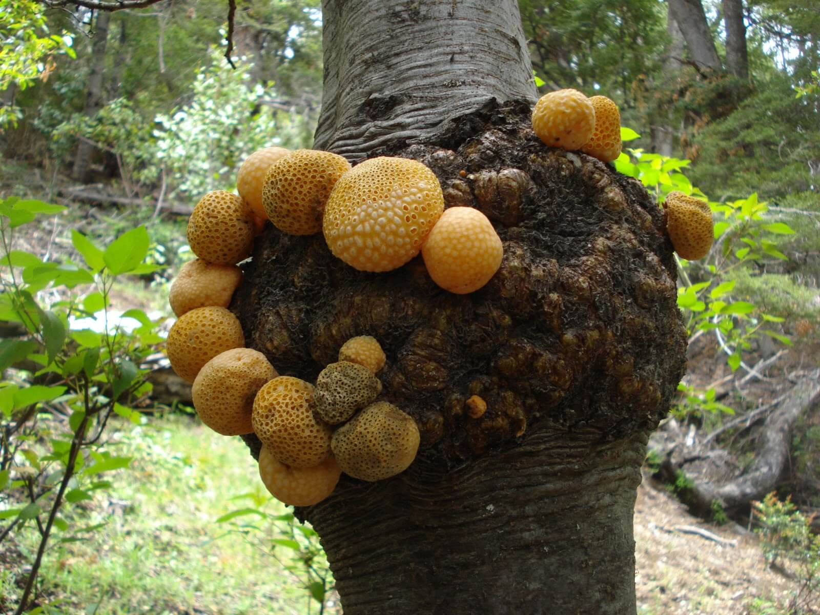 Новий організм вони назвали Saccharomyces eubayanus