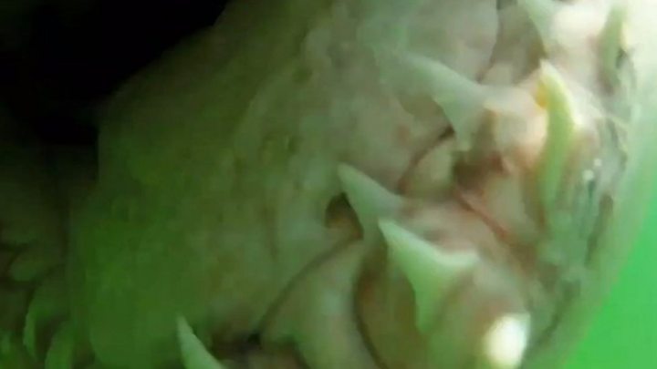 Поява блакитної акули довжиною більше трьох метрів біля східного узбережжя острова, яка неабияк налякала не тільки дітей, а й дорослих, змусило поліцію закрити пляж для відвідувачів