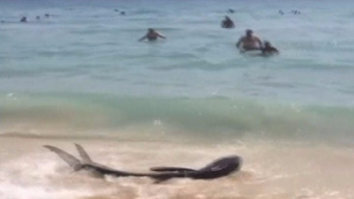 Щелепи на камеру: акула довго не позувала