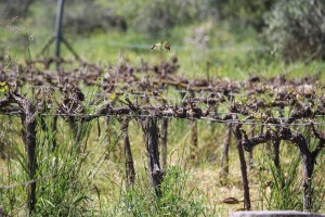 Асба Ель Арус (синоніми - байруті, Фога, зейнішек), білий Бітун Туран, чорний Ханот охра (CHANOT ORCHA), чорний Хдарі (CHDARI), білий Думіат, білий Ілан Емдатія (ILANYA HEMDATYA), чорний Кудс (синонім: дабукі), білий Мараві (синонім: VIGNE D'ASCALON), білий Рамтане миш, чорний Зітанія, червоний