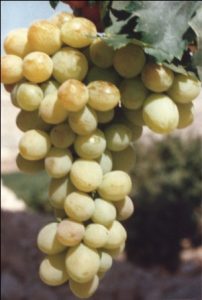 Це означає, що за часів, коли в Західній Європі силами в основному монастирів, починається реальна селекційна і агротехнічна робота з виноградом, починається розробка основ технологій виноробства, в нашому регіоні запанував іслам, що дозволяє культивувати тільки харчової, столовий виноград