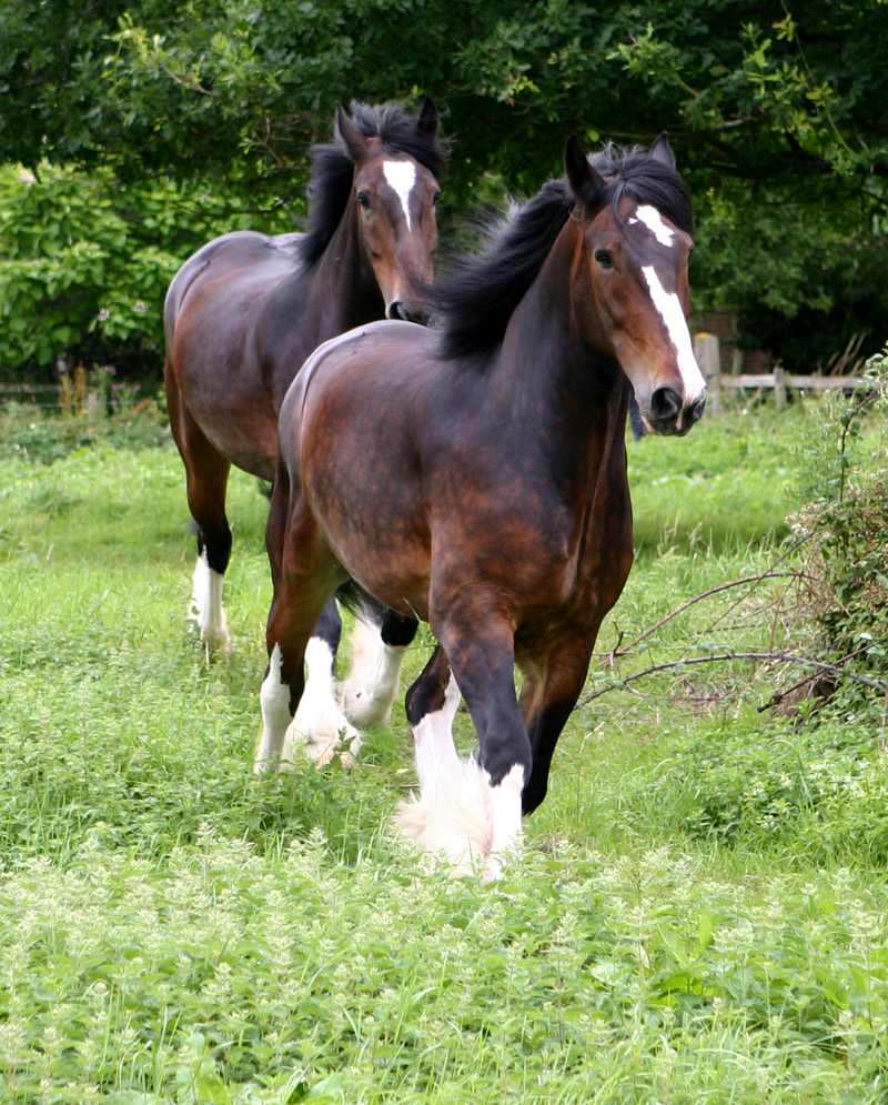 Однак автор «Книги про коня» звертає увагу на ще один нюанс: «за парування з шайрської жеребцем треба уважно підбирати відповідну за формами кобилу, інакше виходять жахливі виродки, які, при поганому кормі, розвиваються в потворні і негідні екземпляри»