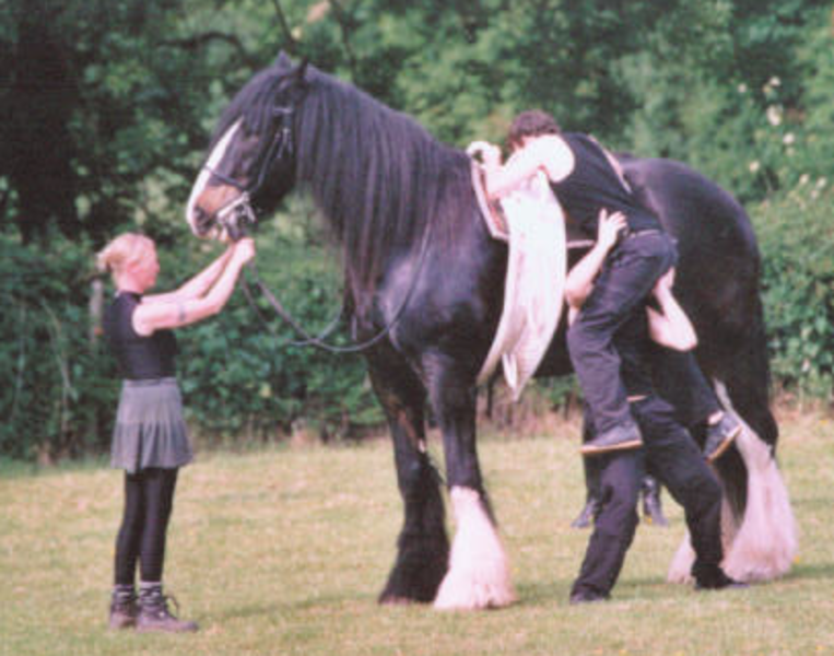 Густі довгі фризи (волосся на нижніх частинах ніг) - одна з найпомітніших особливостей породи