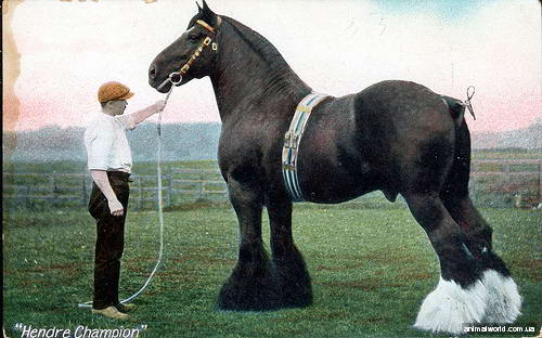 Величезну роботу по вдосконаленню породи виконав Роберт Бейквелл (1725-1795), один з найбільших селекціонерів свого часу