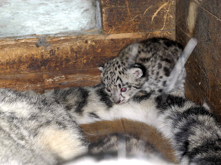 Відзначимо, що раніше депутати Миколаївської міськради виступили проти виділення коштів з бюджету на будівництво пішохідного містка між жирафника і слоновником в зоопарку