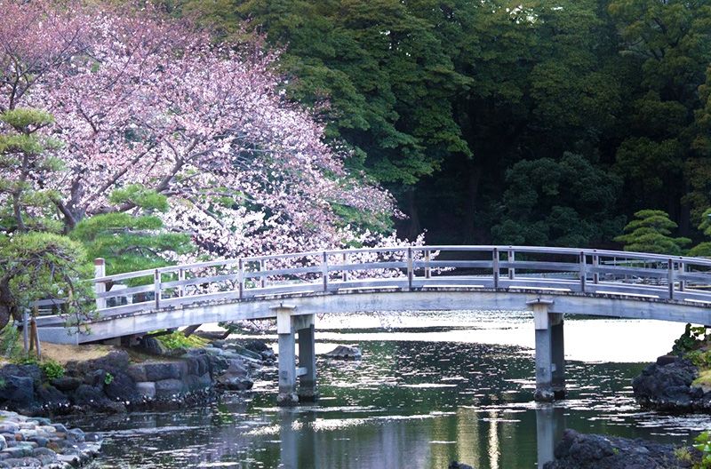 Центральний ставок в японському саду