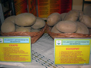 Основна частина споживаного населенням картоплі вирощується в приватному секторі, і тут потрібні сорти, стійкі до нематоди, з високою стійкістю до фітофторозу, хорошими морфологічними показниками