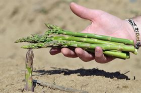 Спаржа (Фото: ЧТК)   -Я знаю, ферма Asparagus - наш партнер - в основному всю свою спаржу поставляє саме туди