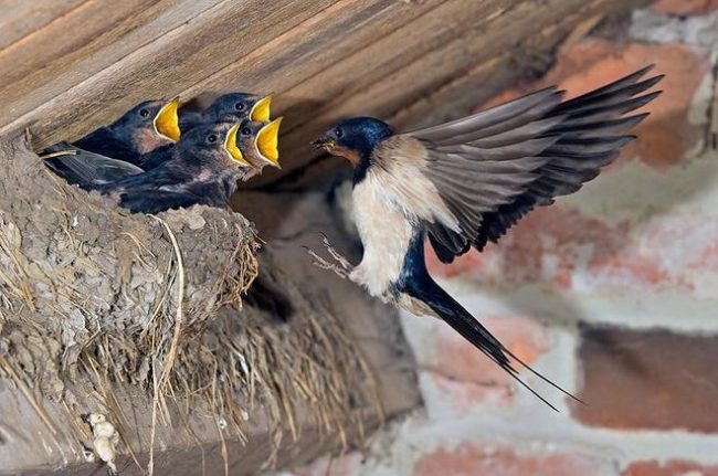 Пташеня ластівки стає на крило через шістнадцять днів після вилуплення, а після закінчення трьох тижнів залишає батьківське гніздо