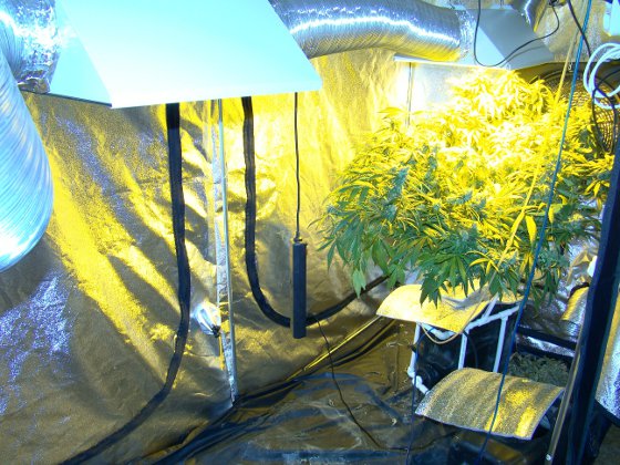 За підозрою в збуті марихуани в Воркуті затриманий 38-летнйі місцевий житель в рамках оперативно-профілактичної операції «Мак»