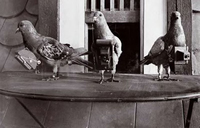 Голуби-шпигуни, яких переправляли на ворожу територію за допомогою спеціально навчених собак, широко застосовувалися німецькою армією під час Першої світової війни