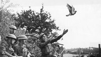 На знак подяки за службу близько 30 поштових голубів отримали найвищу нагороду Великобританії для тварин - Медаль Марії Дікін