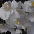 Фоторепортаж «Мої орхідеї»   Хочу розповісти про своє захоплення