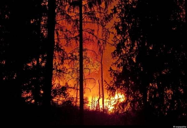 Поки гасили гори, сталася пожежа і в Ботанічному саду