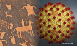 За повідомленням журналу «Nature», міжнародна команда вчених, досліджуючи знайдені людські скелети віком близько 7100 років, виявила генетичний матеріал вірусів гепатиту Б