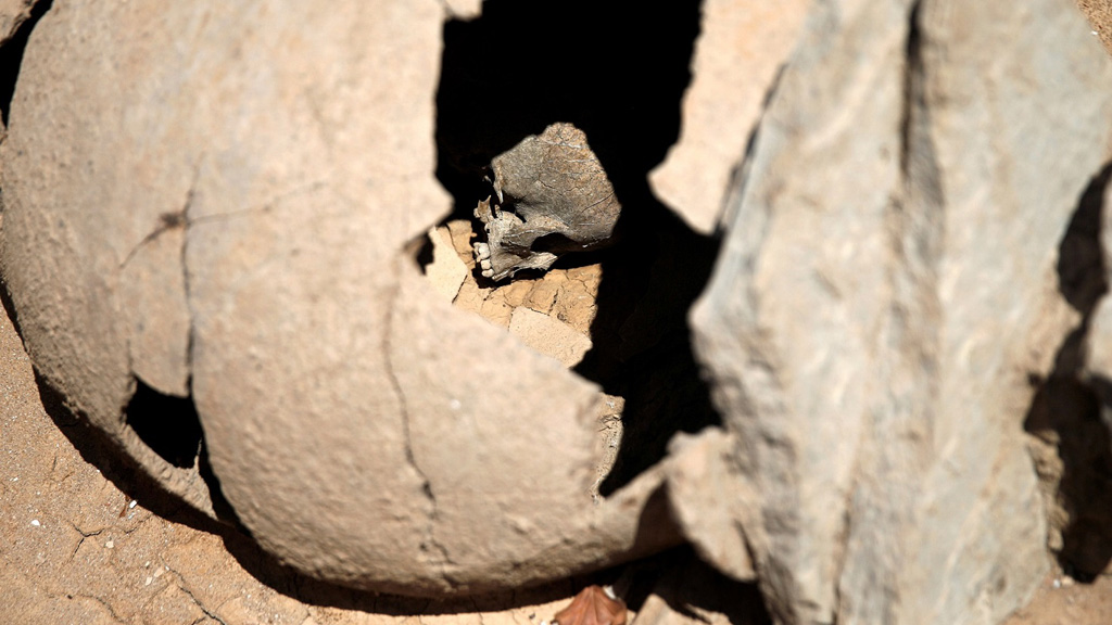 Череп дитини всередині глиняного посуду, знайдений в Фаліроні